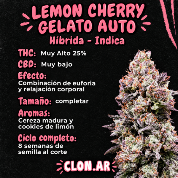 Producto - SEMILLA CLONAR LEMON CHERRY GELATO