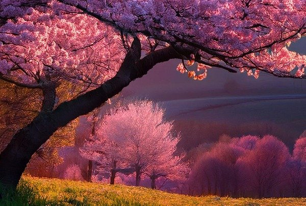 Miniatura de producto - 12