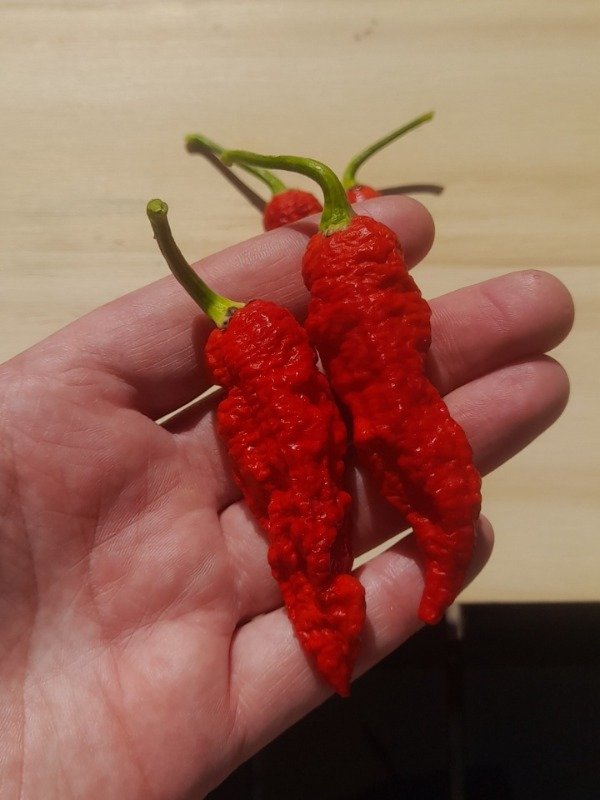 Producto - 10 Semillas de Ají Naga Boom - 0