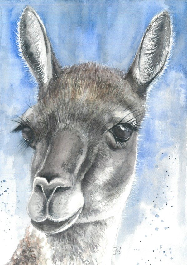 Producto - Guanaco (Serie Patagónica)