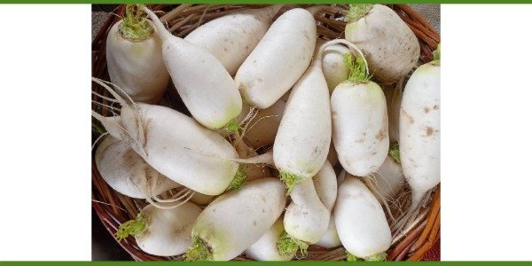 Producto - Nabo daikon agroecológico x kg de Rizoma