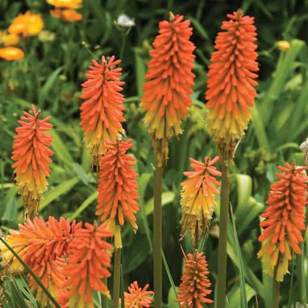 Producto - 30 Semillas Kniphofia uvaria