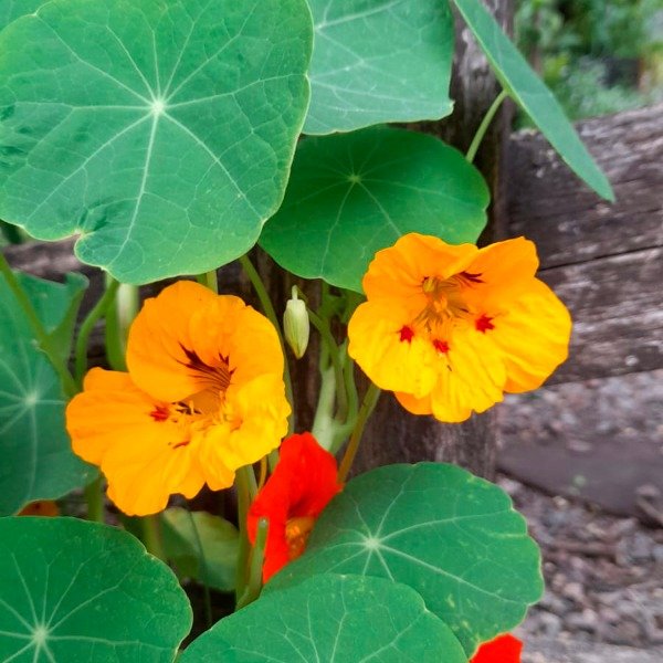 Producto - Capuchina (taco de Reina)