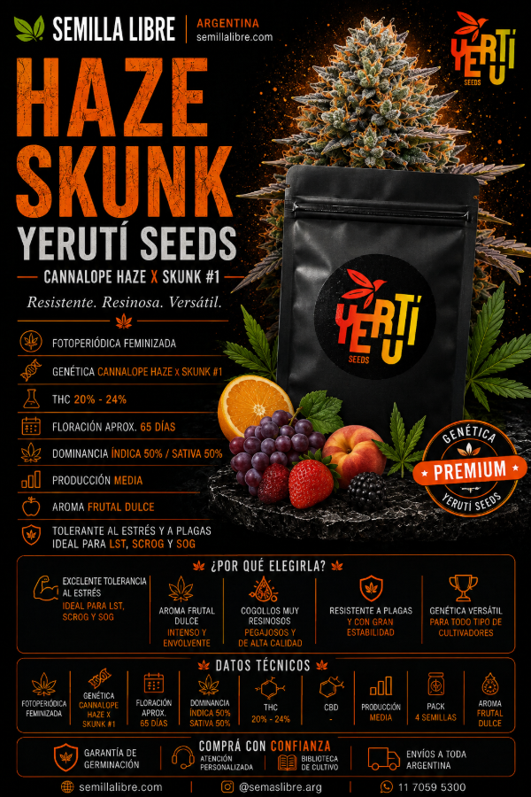Producto - HAZE SKUNK - YERUTÍ. Pack 4 semillas. - 2