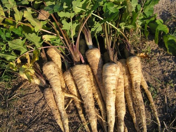 Producto - Chirivia Orgánica