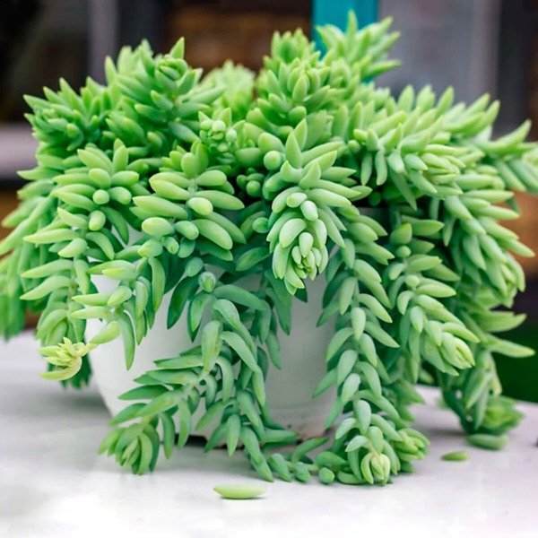 Producto - Sedum Morganianum