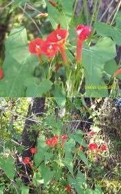 Producto - Ipomea campanilla roja