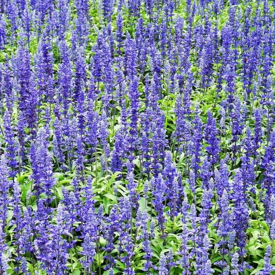 Producto - 30 Semillas de Salvia farinacea Azul vibrante! - 1