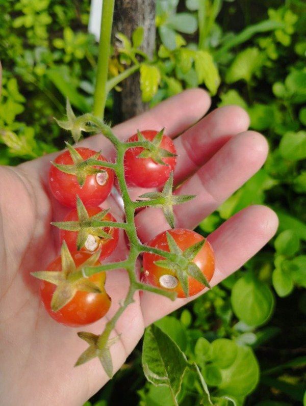 Producto - Tomate cereza belga