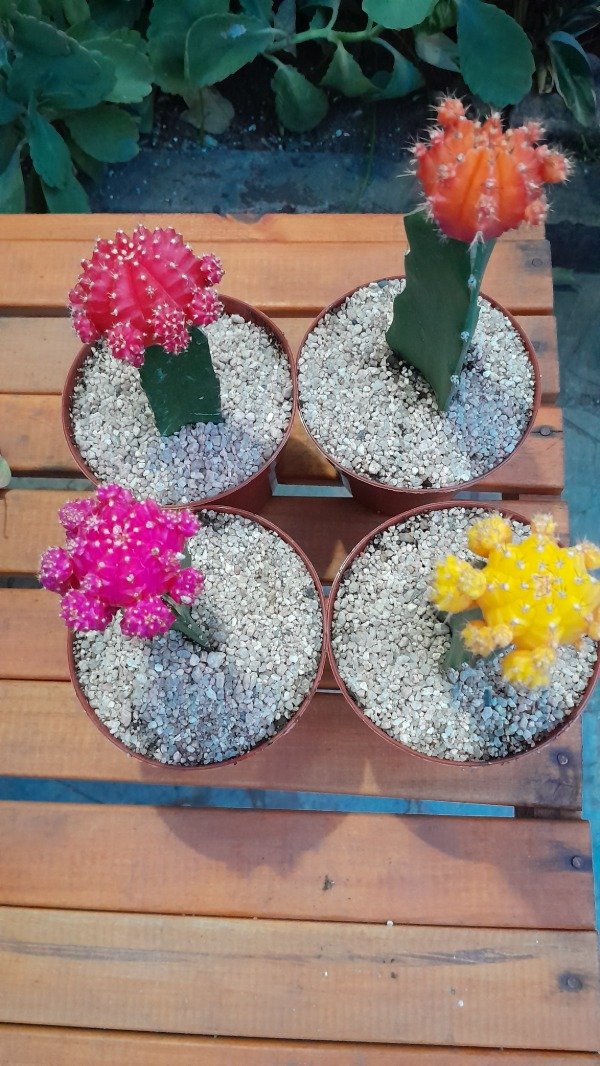 Miniatura de producto - 5