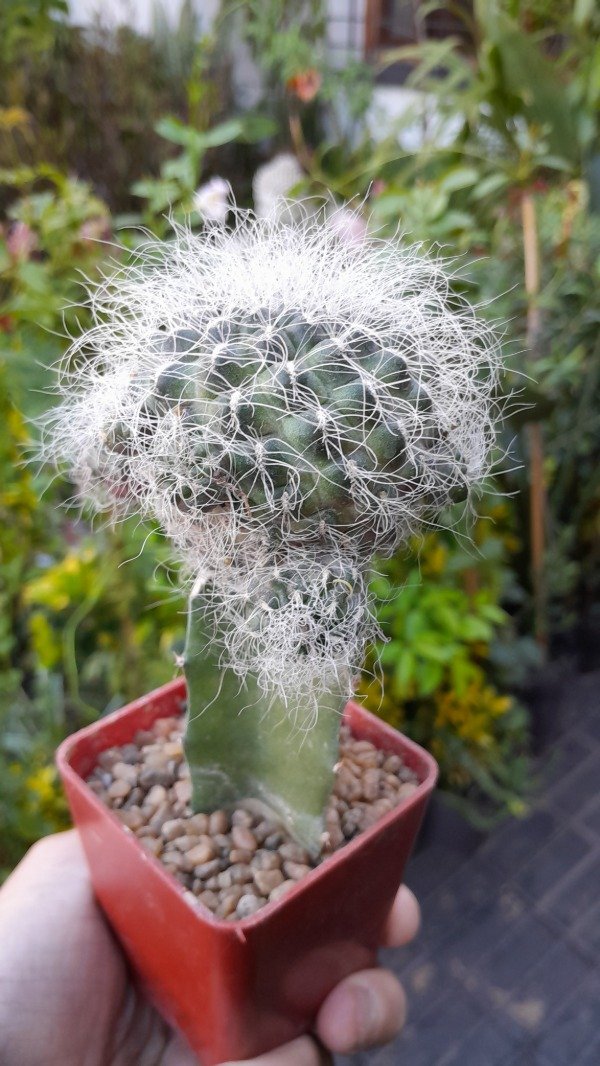 Producto - Sulcorebutia Hertusii (injertado)