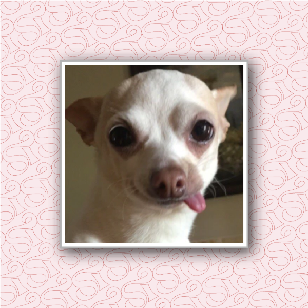 Producto - Lengua afuera perrito