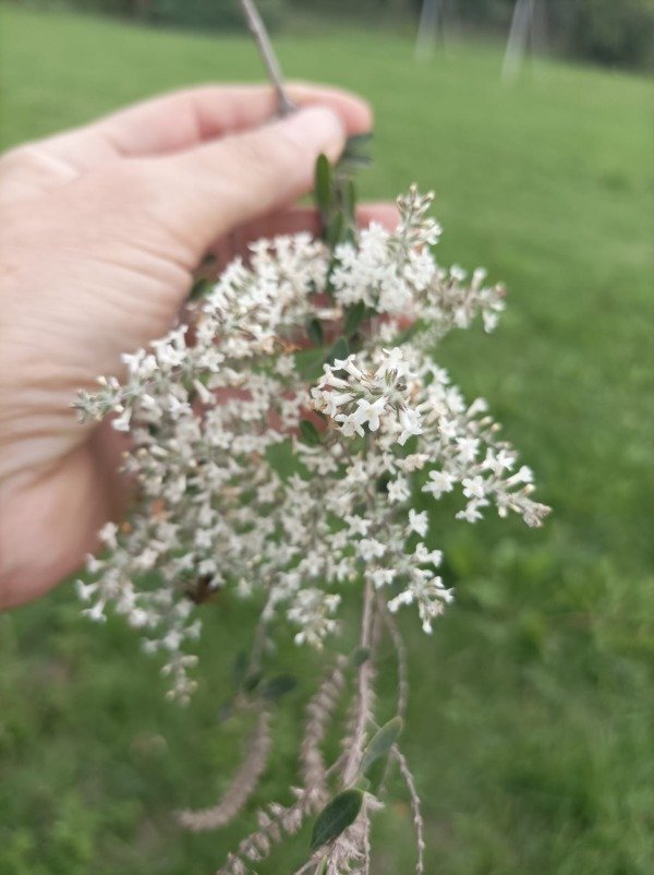 Producto - Aloysia gratissima ( Cedrón del monte)