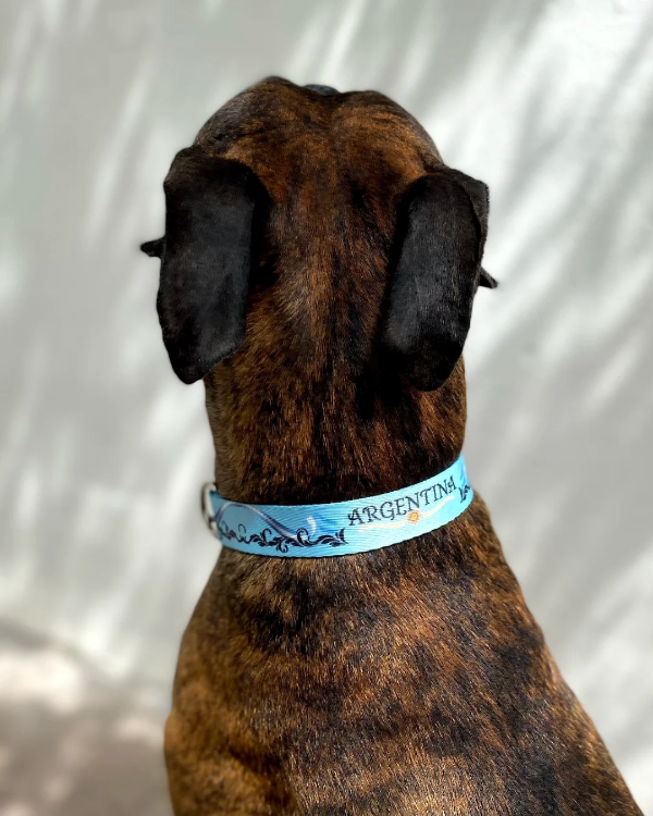 Producto - Collar regulable Argentina