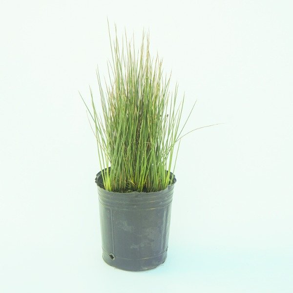 Producto - Juncus " Blue Dart"
