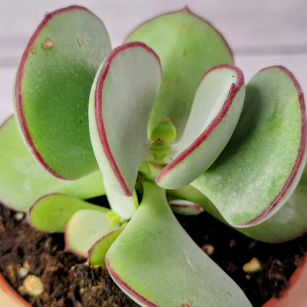 Producto - Cotyledon orbiculata 1,5L