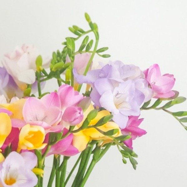 Producto - ESENCIA FRESIAS