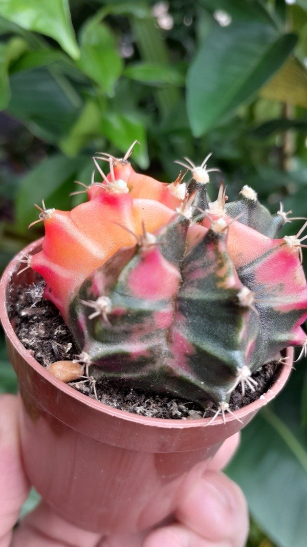 Miniatura de producto - 2