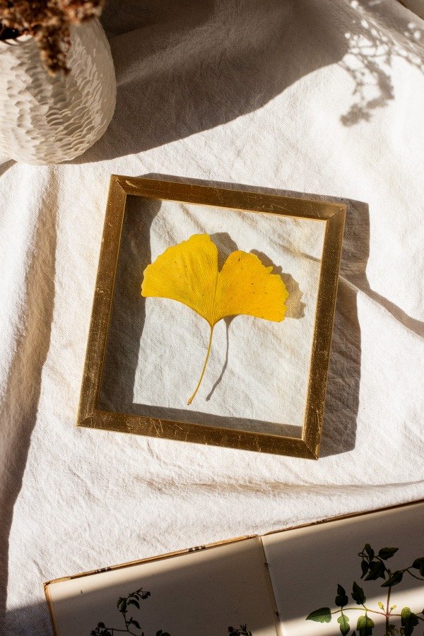 Producto - Ginkgo
