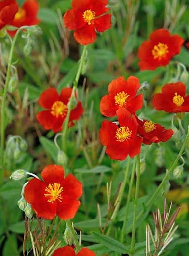 Producto - Helianthemum numularium "Henfield Brilliant" 0,75 L - 2