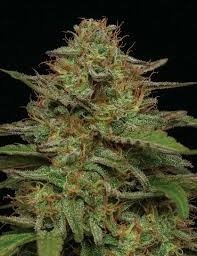 Producto - Cheese Cake x 3 - Foto - Baires Genetics