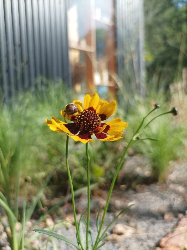 Producto - Coreopsis tinctorea