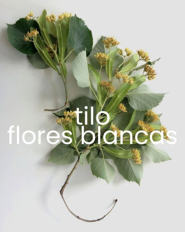 Producto - Esencia Tilo Flores Blancas