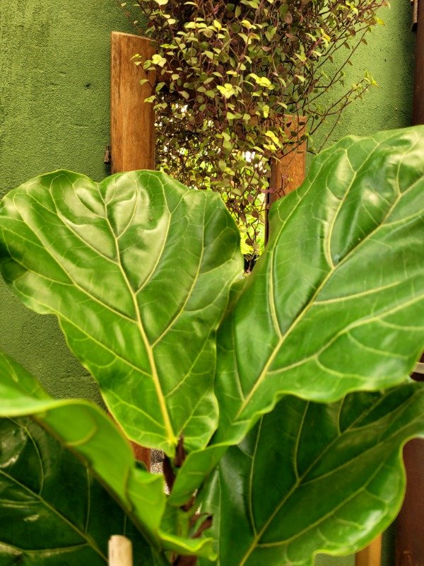 Producto - Ficus Lyrata o Pandurata grande