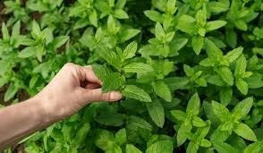 Producto - Melisa 100 gramos - 2