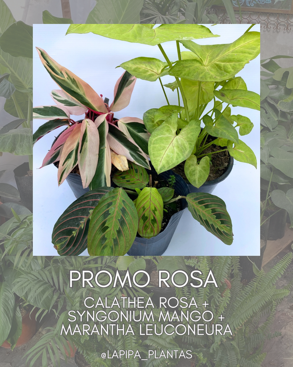 Producto - PROMO INTERIOR - Calathea Rosa, Syngonium Mango, Marantha Leuconeura -