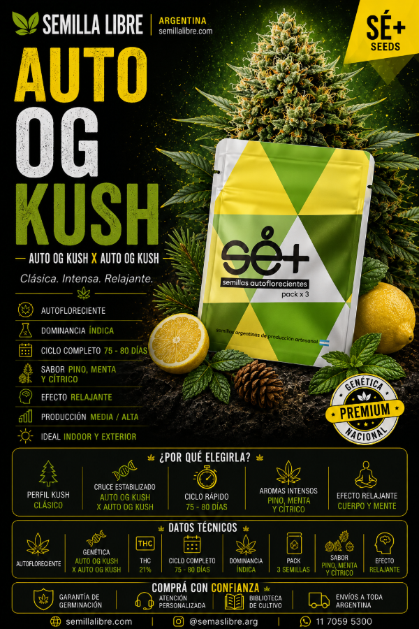 Producto - AUTO OG KUSH - SÉ+ SEEDS. Pack 3 semillas - 1