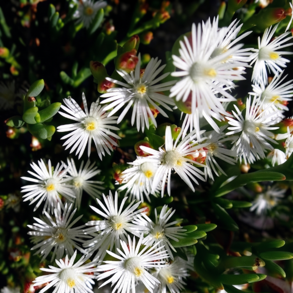 Producto - Ruschia multiflora (0,75 L)  M12