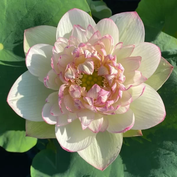 Producto - Nelumbo XIN JIN XIA (grande)
