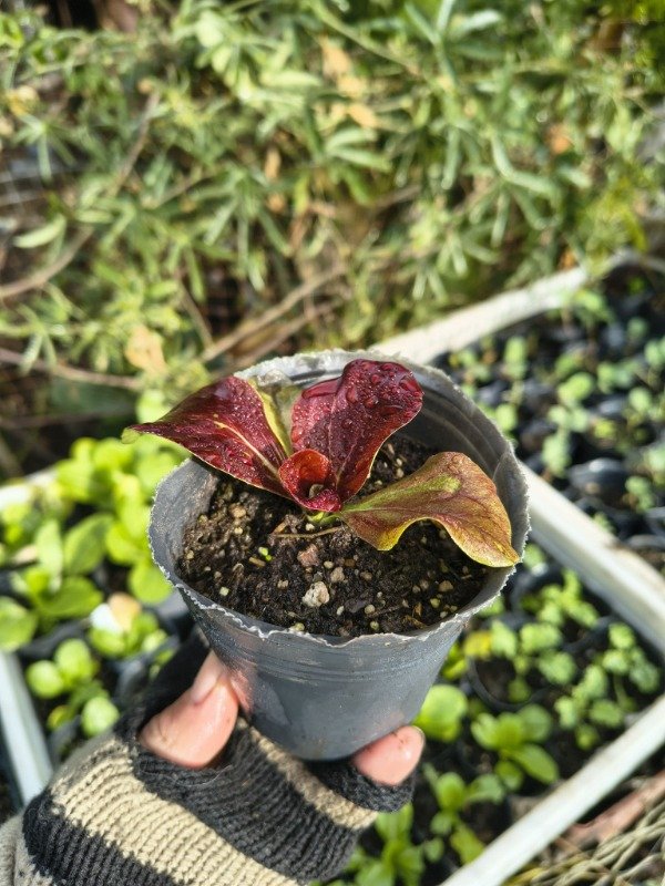 Producto - Radicchio