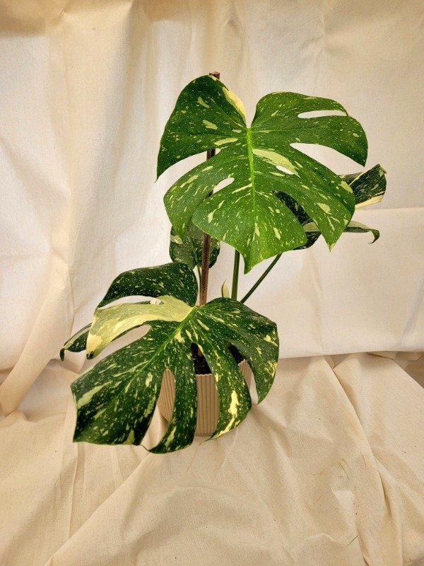 Producto - Monstera Thai Constelation