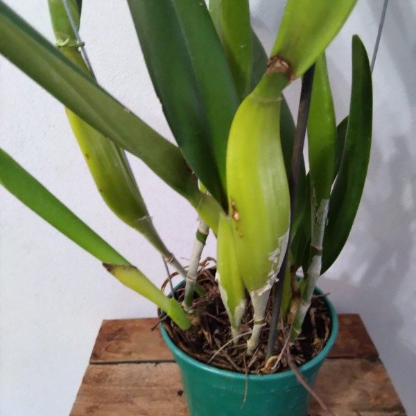 Producto - Laelia Purpurata Roxo-Violeta - 2