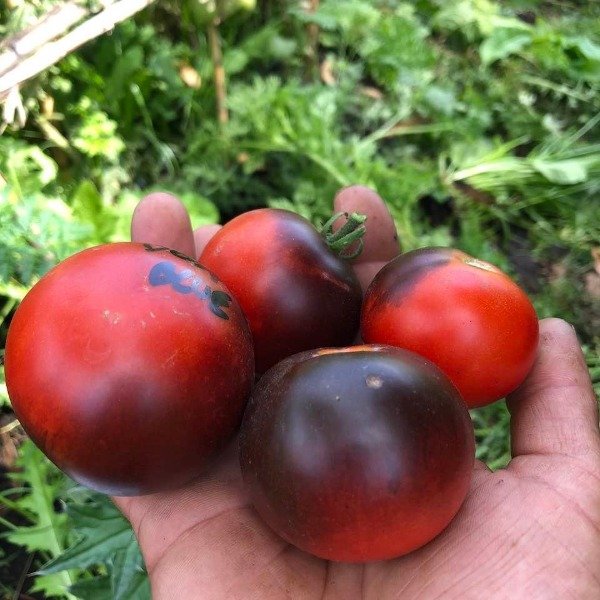 Producto - 150 SEMILLAS DE TOMATE CHERRY BOSQUE BLUE