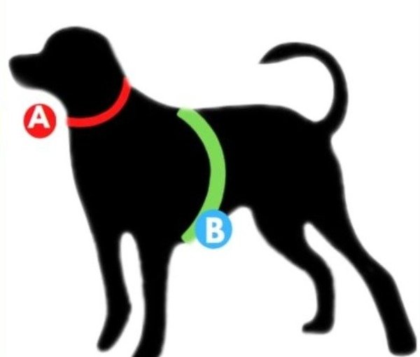 Producto - KIT ADIESTRAMIENTO- Collar bordado + Arnés H +correa 3 metros desde - 1