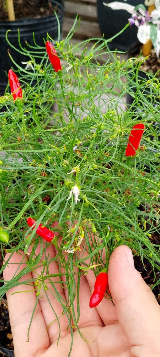 Producto - Semillas de ají picante Xion Mutante.