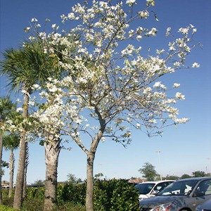 Producto - Bauhinia variegata candida - alba (Pezuña de vaca blanca)