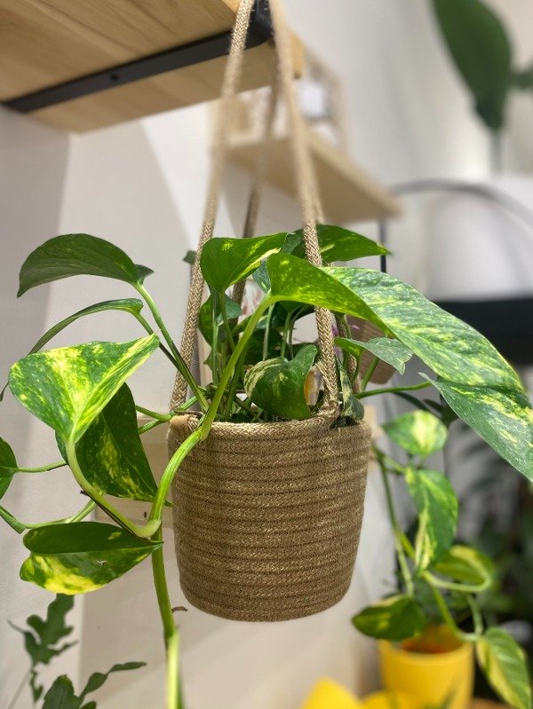 Producto - Cesto colgante