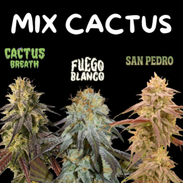 Producto - EL PAMPA SEEDS MIX CACTUS X6