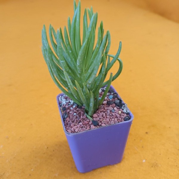 Producto - Senecio barbertonicus