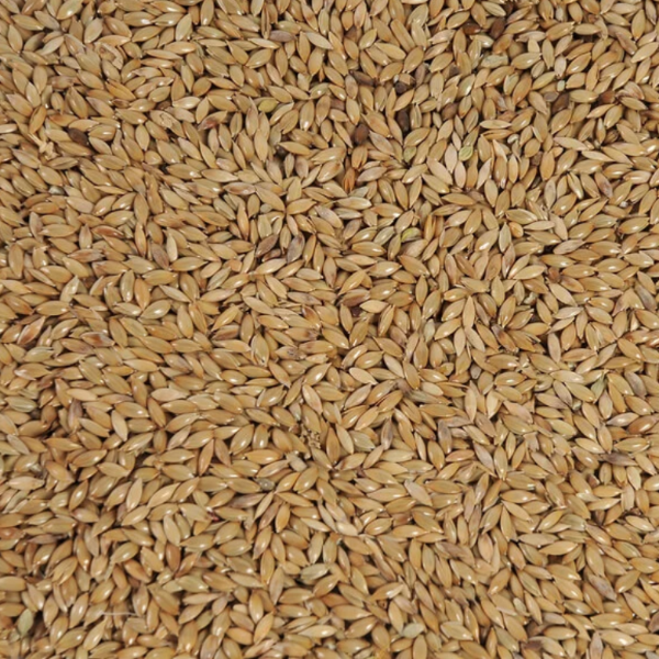 Producto - Alpiste 1/2 Kg