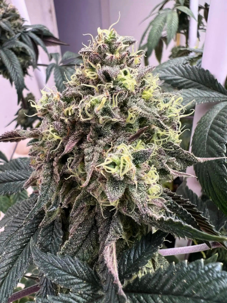 Producto - Satangie x3 - Satan y Co Genetics