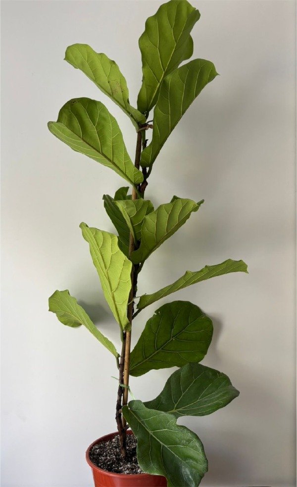 Producto - Pandurata