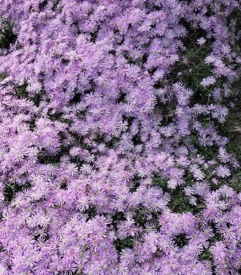 Producto - Drosanthemum floribundum 0,75 L - 1