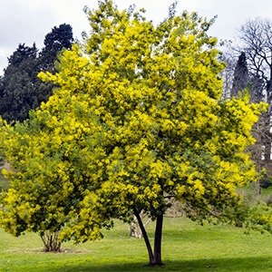 Producto - Acacia dealbata