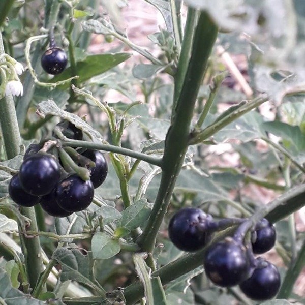 Producto - Arándano de Jardín