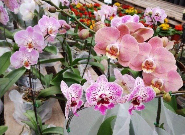 Producto - Phalaenopsis Orquídea - 7